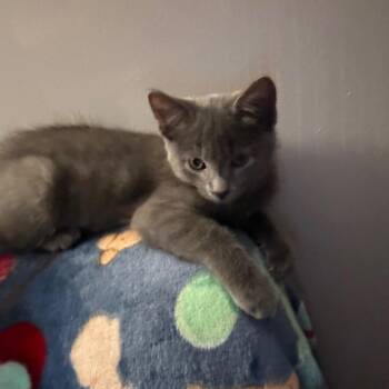 Fonzie -  Russian Blue Cat Available for Adoption in Carmel, Indiana - Fonzie | PetCurious