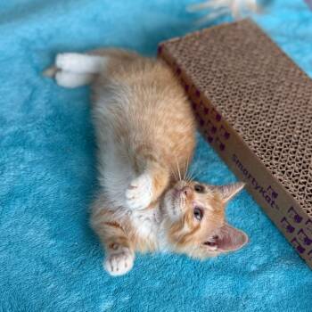 Tinker Bell -  Domestic Short Hair Cat for Adoption in Evanston, Illinois - Tinker Bell | PetCurious
