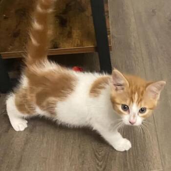 Domestic Short Hair Cats Available for Adoption in Austin, Texas - Toblerone 10 | PetCurious