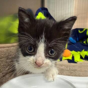Snow Cone -  Domestic Short Hair Cat Available for Adoption in Columbus, Georgia - Snow Cone | PetCurious