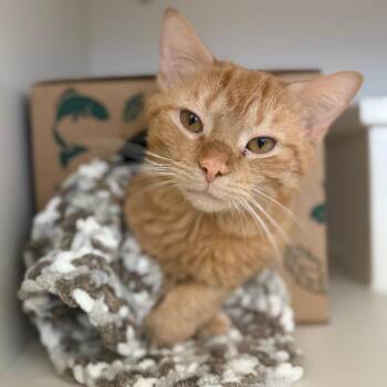 Domestic Short Hair Cats Available for Adoption - Pumpkin | PetCurious