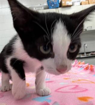 Domestic Short Hair Cats Available for Adoption in Peoria, Illinois - CIRCLE | PetCurious