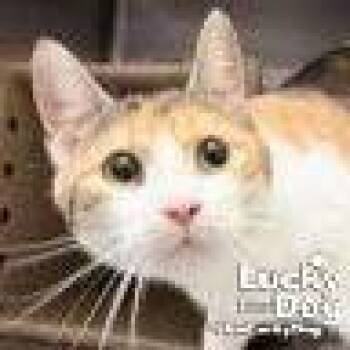 Domestic Short Hair and Calico Cats Available for Adoption - Luci | PetCurious
