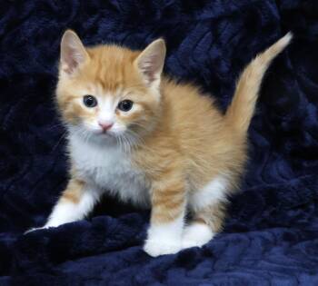 Domestic Short Hair Cats Available for Adoption in Saint Paul, Minnesota - Bubba | PetCurious