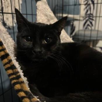 Domestic Short Hair Cats Available for Adoption - Izzo 1125 DW | PetCurious