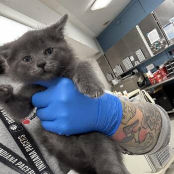 Brunson -  Domestic Short Hair Cat for Adoption in Indianapolis, Indiana - Brunson | PetCurious