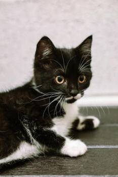 Domestic Medium Hair and Domestic Short Hair Cats Available for Adoption in Dothan, Alabama - Amethist | PetCurious
