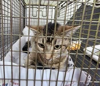 Domestic Short Hair Cats Available for Adoption - MOMMAS | PetCurious