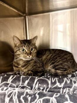 Domestic Short Hair Cats Available for Adoption in Hagerstown, Maryland - ZAZA | PetCurious