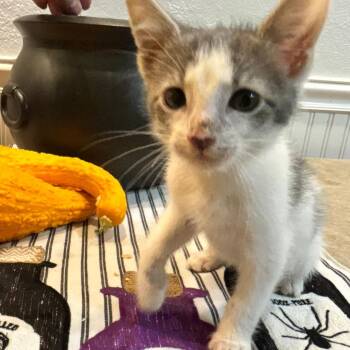 Blankey -  Domestic Medium Hair and Domestic Short Hair Cat for Adoption in Denver, Colorado - Blankey | PetCurious