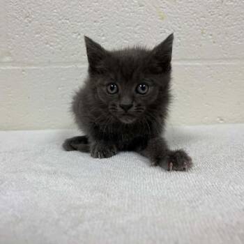 Azula -  Domestic Short Hair Cat for Adoption in Harrisonburg, Virginia - Azula | PetCurious