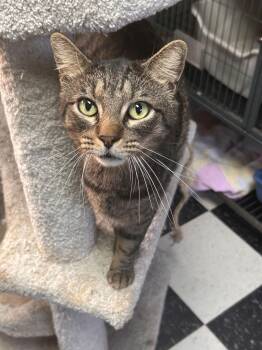 Tabby Cats Available for Adoption - Toast | PetCurious