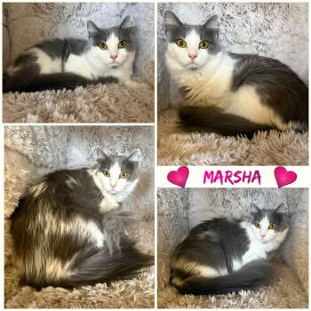 Marsha -  Domestic Long Hair Cat Available for Adoption in Windy Hills, Kentucky - Marsha | PetCurious