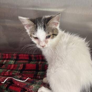 Dory -  Domestic Short Hair Cat for Adoption in Madisonville, Tennessee - Dory | PetCurious