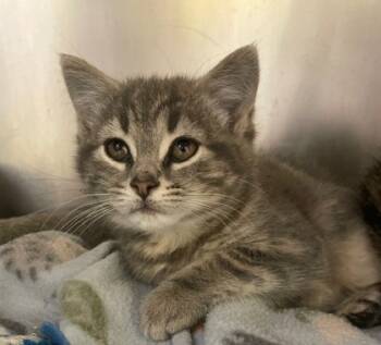 Rescue Domestic Short Hair Cats for Adoption in Columbia City, Indiana - Biscuit | PetCurious