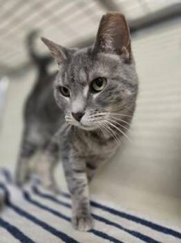 Diva -  Domestic Short Hair Cat for Adoption - Diva | PetCurious