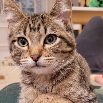 Domestic Short Hair Cats Available for Adoption - Pyrite | PetCurious