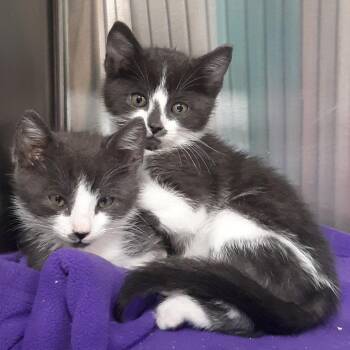 Soup -  Domestic Short Hair Cat for Adoption in Spokane, Washington - Soup | PetCurious
