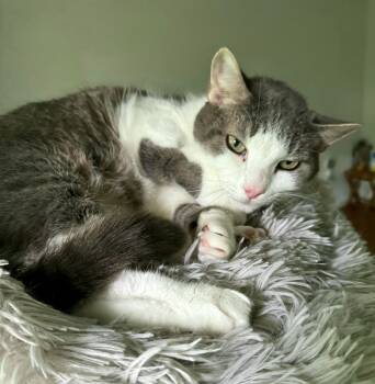Rescue Domestic Short Hair Cats for Adoption in Kirkland, Washington - Cassiopeia | PetCurious