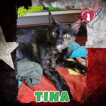 Rescue Domestic Short Hair Cats for Adoption in Kingman, Arizona - Tina | PetCurious