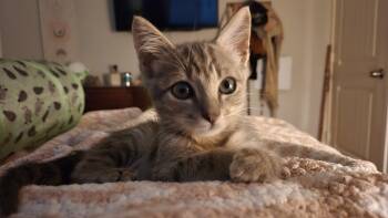 Rescue Domestic Short Hair Cats for Adoption in Richardson, Texas - Jimmy | PetCurious