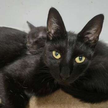 Rescue Domestic Short Hair Cats for Adoption in Los Angeles, California - Havana | PetCurious