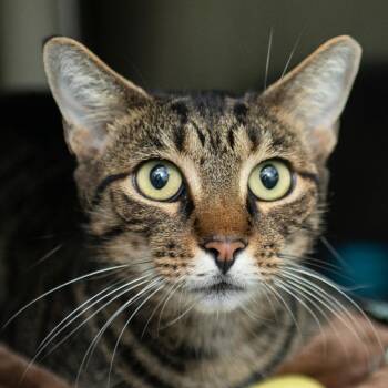 Brittnie -  Domestic Short Hair Cat for Adoption in Middletown, Rhode Island - Brittnie | PetCurious