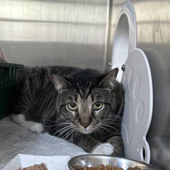 Domestic Short Hair Cats Available for Adoption in Austin, Texas - Sir Boots | PetCurious