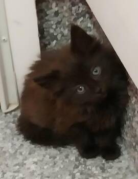 Delta * IN FOSTER * -  Domestic Long Hair Cat for Adoption in South Bend, Indiana - Delta * IN FOSTER * | PetCurious