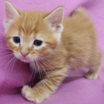 Jasper C12547 -  Domestic Short Hair Cat for Adoption - Jasper C12547 | PetCurious