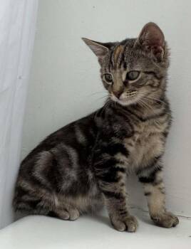 Dana -  Domestic Short Hair Cat for Adoption in Tucson, Arizona - Dana | PetCurious