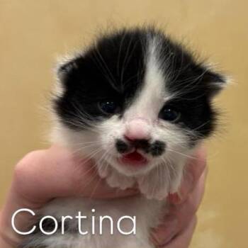 Domestic Short Hair Cats Available for Adoption in Eagle Mountain, Utah - Cortina Larson | PetCurious
