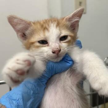 R5 Thistle Roswell -  Domestic Short Hair Cat for Adoption in Denver, Colorado - R5 Thistle Roswell | PetCurious