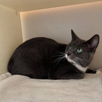 Domestic Short Hair Cats Available for Adoption in Burlington, Ontario - Lucy | PetCurious
