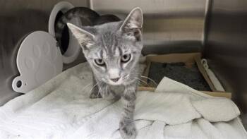 BEEF -  Domestic Short Hair Cat for Adoption in Omaha, Nebraska - BEEF | PetCurious