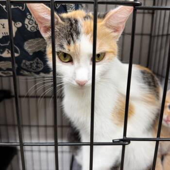 Charlotte -  Domestic Short Hair Cat for Adoption in Gainesville, Florida - Charlotte | PetCurious
