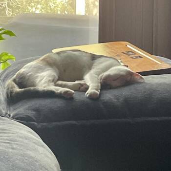 Possum -  Domestic Short Hair Cat for Adoption in Brownsboro, Alabama - Possum | PetCurious
