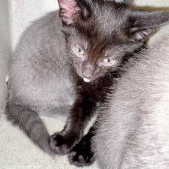 Domestic Short Hair Cats Available for Adoption in Philadelphia, Pennsylvania - Pole | PetCurious