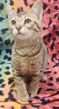 Julie -  Domestic Short Hair Cat for Adoption in Little Rock, Arkansas - Julie | PetCurious