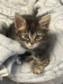 Junie B -  Domestic Medium Hair Cat for Adoption in West Palm Beach, Florida - Junie B | PetCurious
