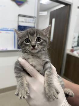 IKE -  Domestic Short Hair Cat for Adoption in Baytown, Texas - IKE | PetCurious