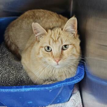 Domestic Short Hair Cats Available for Adoption in Cedaredge, Colorado - Sebastian | PetCurious