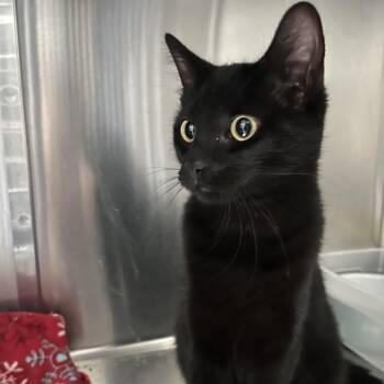 Rescue Domestic Short Hair Cats for Adoption in Monroe, Michigan - Bishop | PetCurious