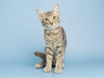 SCHLOTZKY -  Domestic Short Hair Cat for Adoption in Phoenix, Arizona - SCHLOTZKY | PetCurious