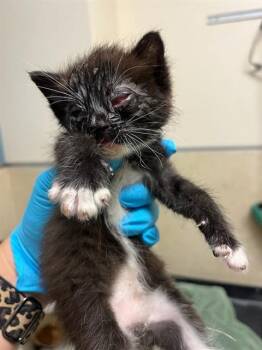 A1934303 -  Domestic Short Hair Cat for Adoption in Riverside, California - A1934303 | PetCurious