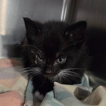 Domestic Short Hair Cats Available for Adoption in Muncie, Indiana - Huey | PetCurious