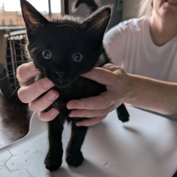 Rescue Domestic Short Hair Cats for Adoption in Fairfax Station, Virginia - Katie | PetCurious