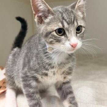 Nye -  Domestic Short Hair Cat for Adoption in Hawthorne, California - Nye | PetCurious