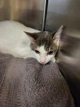 Rescue Domestic Short Hair Cats for Adoption in Sanford, Florida - Cubed | PetCurious