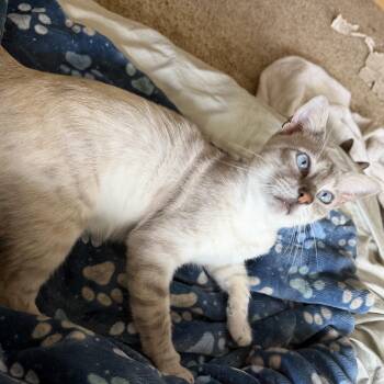 Siamese and American Shorthair Cats Available for Adoption in Houston, Texas - Luke | PetCurious
